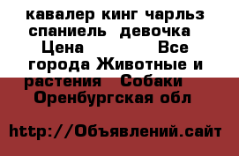  кавалер кинг чарльз спаниель -девочка › Цена ­ 45 000 - Все города Животные и растения » Собаки   . Оренбургская обл.